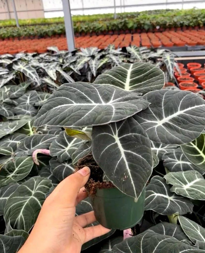 Alocasia Black Velvet | Reginula Elephant Ear | Live Outdoor / Indoor Tropical Houseplant | Home / Office Decor | Easy Care in 4" and 6" Pot