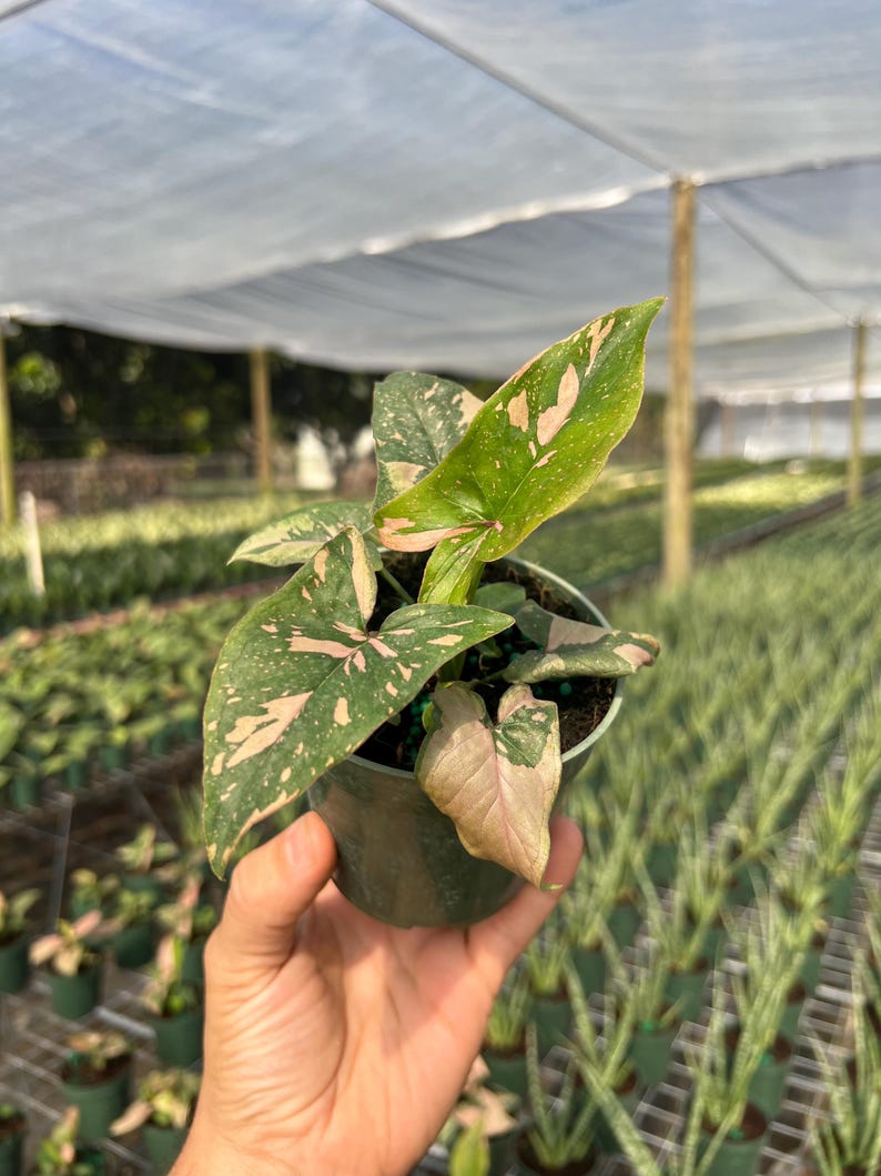 Syngonium Pink Splash Plant - Rare Variegated Arrow Head Leaf | Live Tropical Houseplant | Indoor Home Decor | Easy Care Rooted in 4” Pot