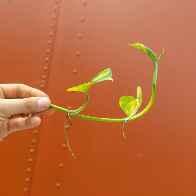 3 Golden Pothos Cutting | Multiple Nodes Per Cutting | Starter Plant | Easy Indoor Plant | House Plant | Air Purifying Plant