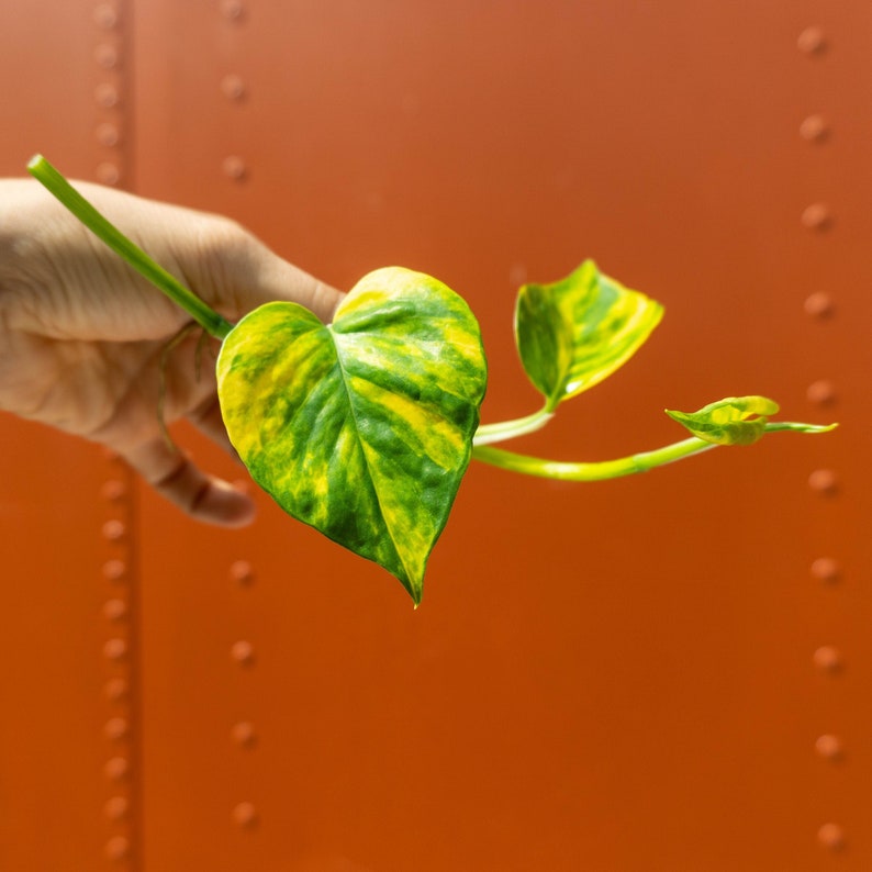 3 Golden Pothos Cutting | Multiple Nodes Per Cutting | Starter Plant | Easy Indoor Plant | House Plant | Air Purifying Plant