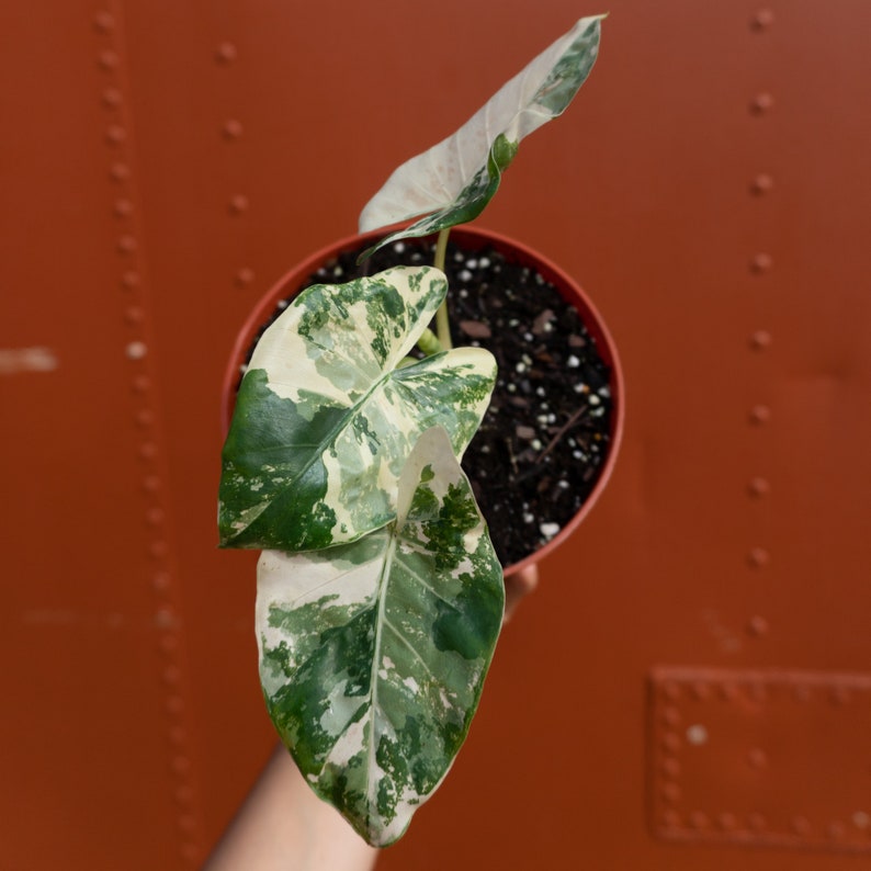 Variegated Alocasia Albo Macrorrhiza in 6" Pot | RARE Elephant Ear Plant | Indoor & Outdoor Live Tropical House plant | Rooted Easy Care