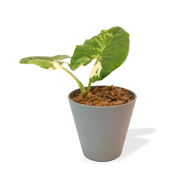 Variegated Alocasia Albo Macrorrhiza in 6" Pot | RARE Elephant Ear Plant | Indoor & Outdoor Live Tropical House plant | Rooted Easy Care