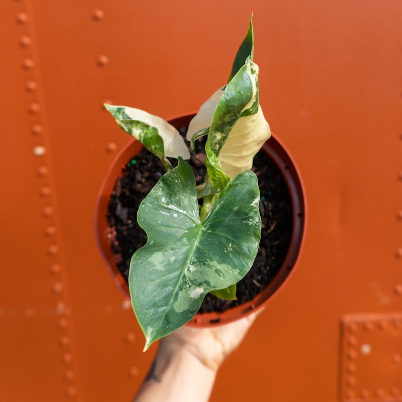 Variegated Alocasia Albo Macrorrhiza in 6" Pot | RARE Elephant Ear Plant | Indoor & Outdoor Live Tropical House plant | Rooted Easy Care