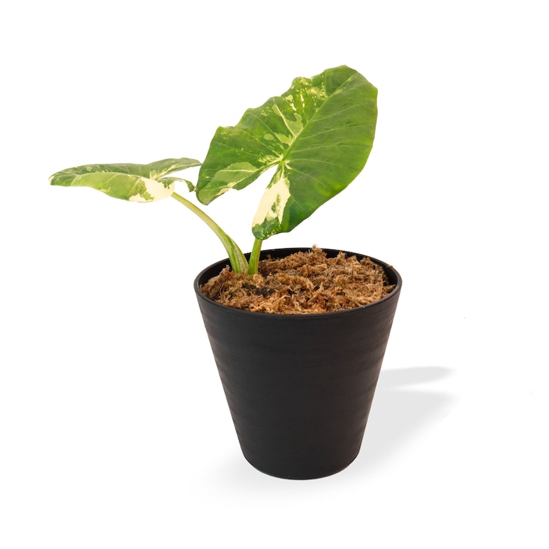 Variegated Alocasia Albo Macrorrhiza in 6" Pot | RARE Elephant Ear Plant | Indoor & Outdoor Live Tropical House plant | Rooted Easy Care