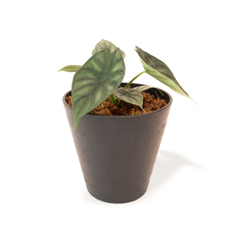 Alocasia Dragon Scale | Alocasia Baginda | Indoor & Outdoor Live Tropical House plant | Rooted Easy Care Plant Rooted in 4" and 6" Pot