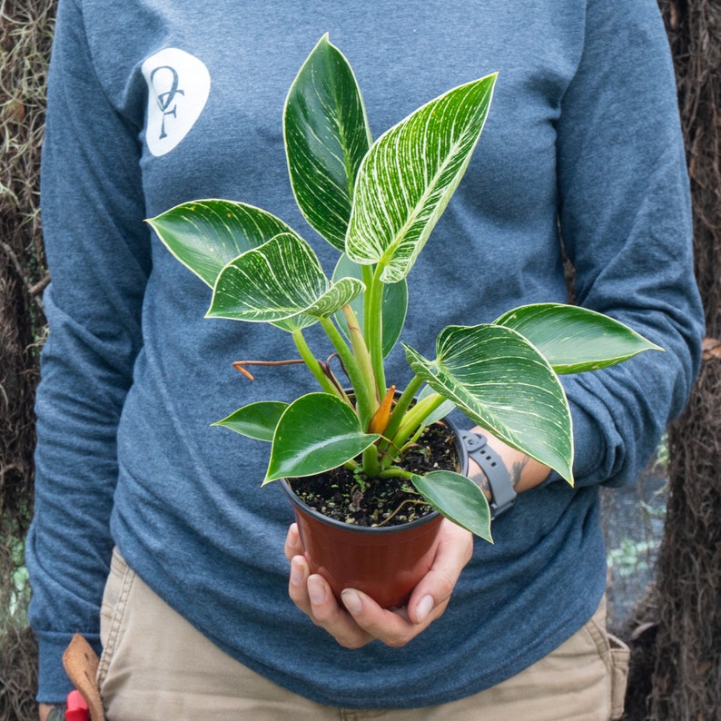 Variegated Philodendron 'Birkin' 4" or 6" Pot | Indoor & Outdoor Live House plant | Rooted Easy Care Plant