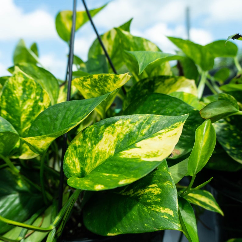 3 Golden Pothos Cutting | Multiple Nodes Per Cutting | Starter Plant | Easy Indoor Plant | House Plant | Air Purifying Plant