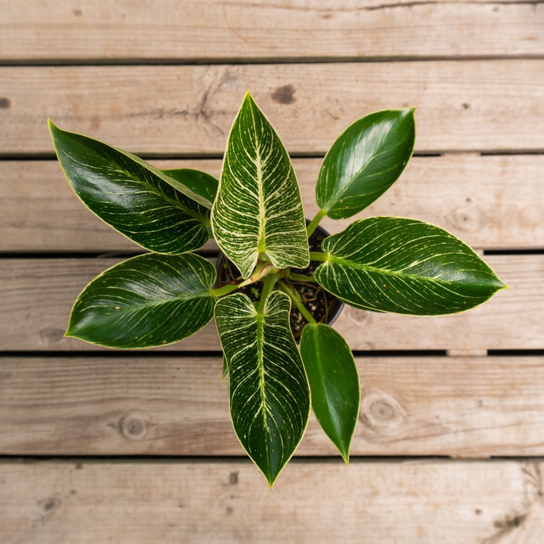 Variegated Philodendron 'Birkin' 4" or 6" Pot | Indoor & Outdoor Live House plant | Rooted Easy Care Plant