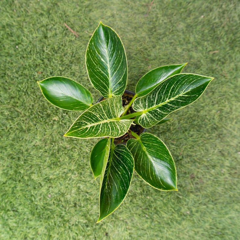 Variegated Philodendron 'Birkin' 4" or 6" Pot | Indoor & Outdoor Live House plant | Rooted Easy Care Plant
