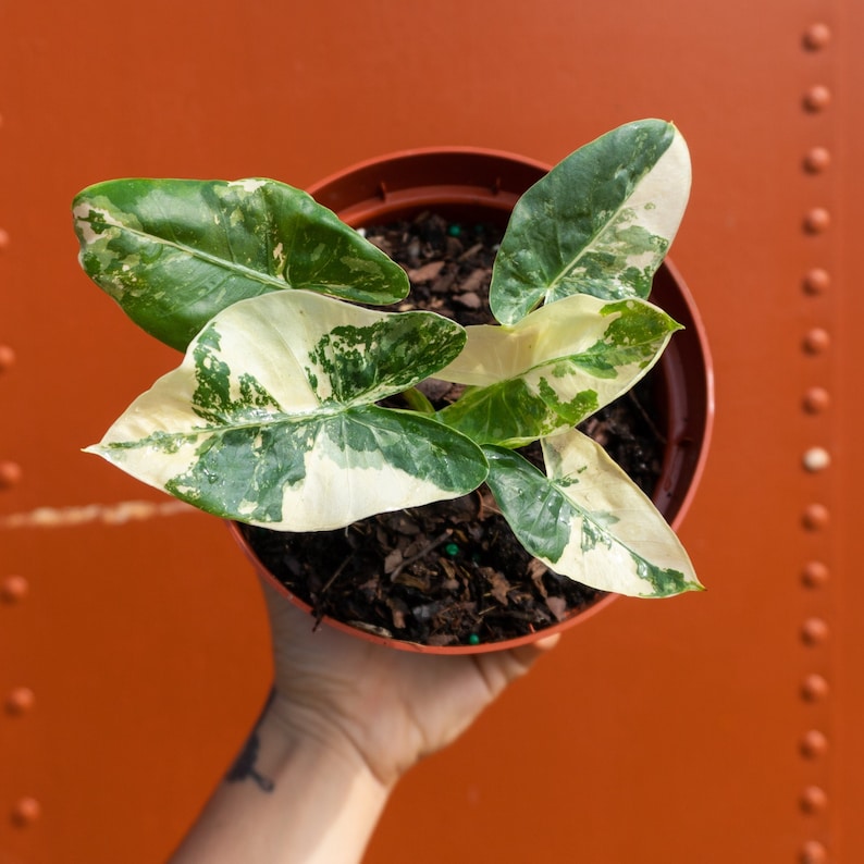 Variegated Alocasia Albo Macrorrhiza in 6" Pot | RARE Elephant Ear Plant | Indoor & Outdoor Live Tropical House plant | Rooted Easy Care
