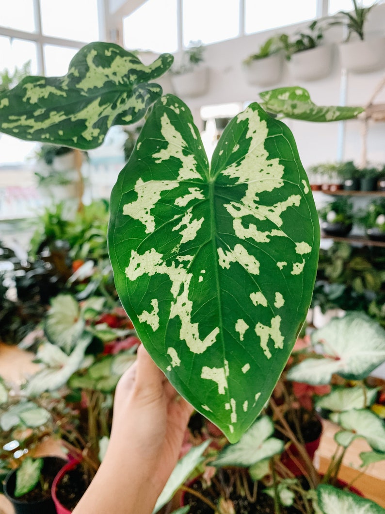 Alocasia Hilo Beauty in 4 or 6" Pot | Elephant Ears Plant | Caladium Indoor & Outdoor Live Tropical House plant | Rooted Easy Care Starter