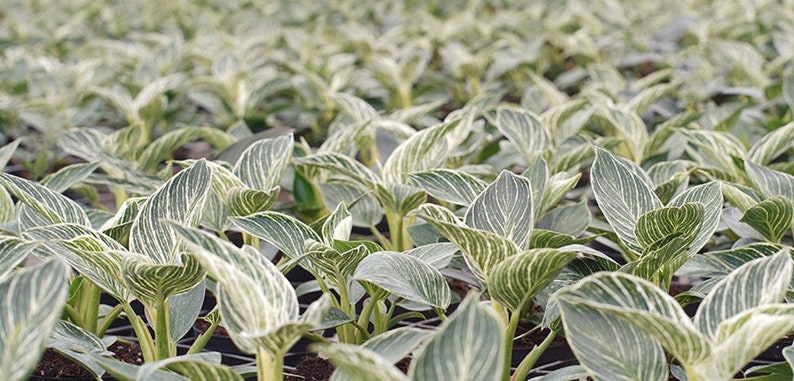 Variegated Philodendron 'Birkin' 4" or 6" Pot | Indoor & Outdoor Live House plant | Rooted Easy Care Plant