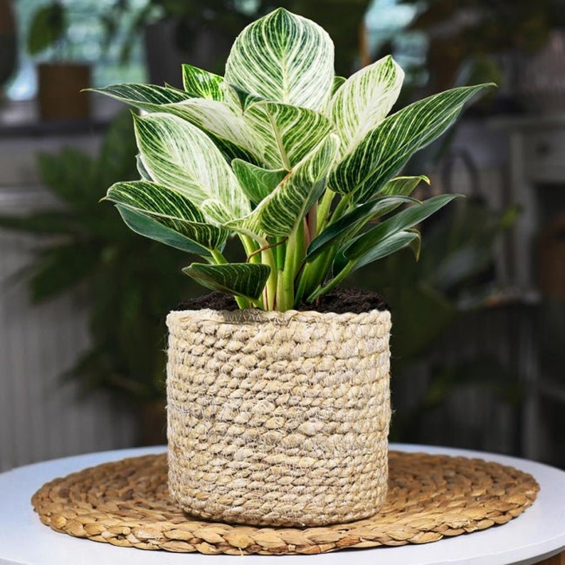 Variegated Philodendron 'Birkin' 4" or 6" Pot | Indoor & Outdoor Live House plant | Rooted Easy Care Plant
