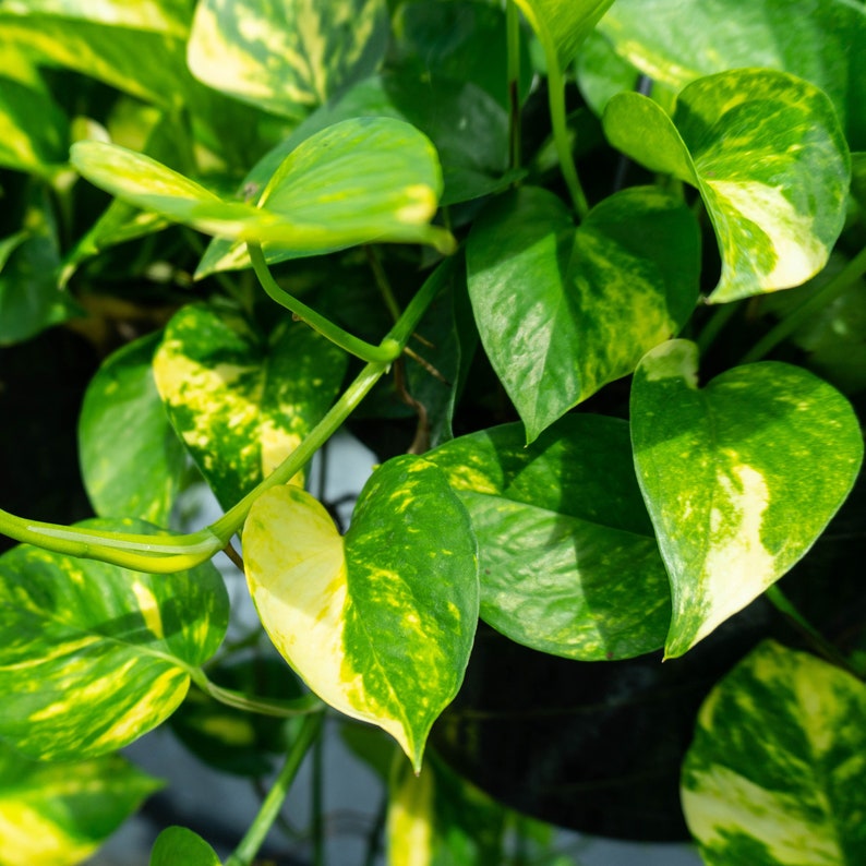 3 Golden Pothos Cutting | Multiple Nodes Per Cutting | Starter Plant | Easy Indoor Plant | House Plant | Air Purifying Plant