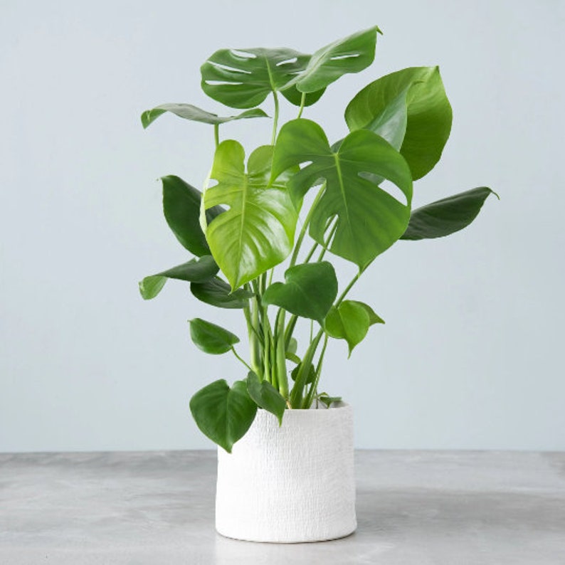 Monstera Deliciosa Split Leaf Plant 6" Pot | Indoor & Outdoor Live Tropical House plant | Rooted Easy Care Starter Plant