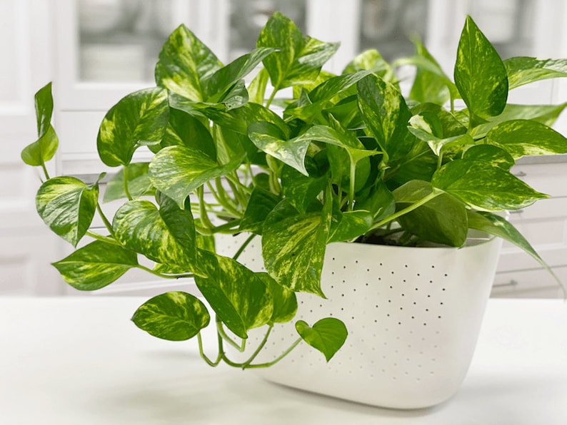 3 Golden Pothos Cutting | Multiple Nodes Per Cutting | Starter Plant | Easy Indoor Plant | House Plant | Air Purifying Plant