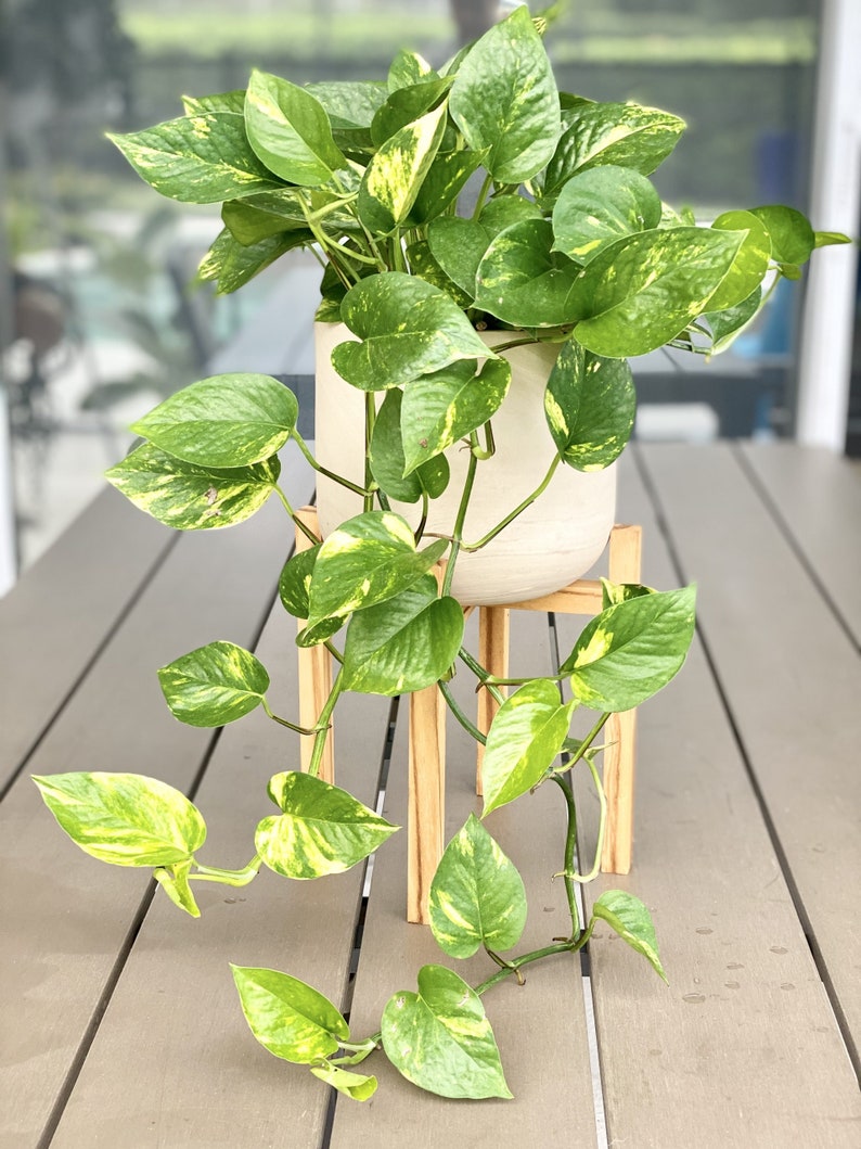 3 Golden Pothos Cutting | Multiple Nodes Per Cutting | Starter Plant | Easy Indoor Plant | House Plant | Air Purifying Plant