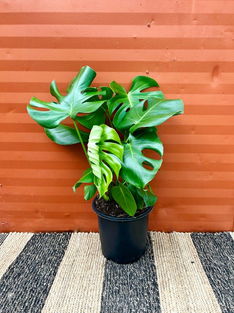 Monstera Deliciosa Large Tropical Split Leaf Plant 3 Gallon / 10" Pot | Indoor & Outdoor Live Houseplant | Rooted Easy Care Plant