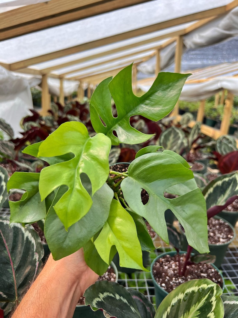 MONSTERA GINNY in 4" Pot | Mini Split Leaf Rhaphidophora Tetrasperma | Indoor/Outdoor Live Tropical House plant | Easy Care Vine