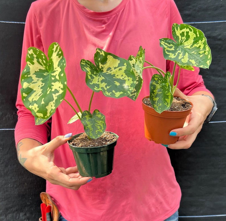 Alocasia Hilo Beauty in 4 or 6" Pot | Elephant Ears Plant | Caladium Indoor & Outdoor Live Tropical House plant | Rooted Easy Care Starter