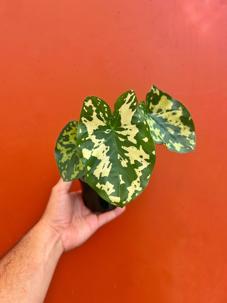 Alocasia Hilo Beauty in 4 or 6" Pot | Elephant Ears Plant | Caladium Indoor & Outdoor Live Tropical House plant | Rooted Easy Care Starter