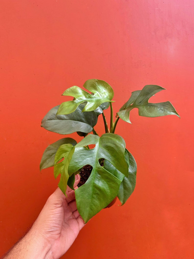 MONSTERA GINNY in 4" Pot | Mini Split Leaf Rhaphidophora Tetrasperma | Indoor/Outdoor Live Tropical House plant | Easy Care Vine