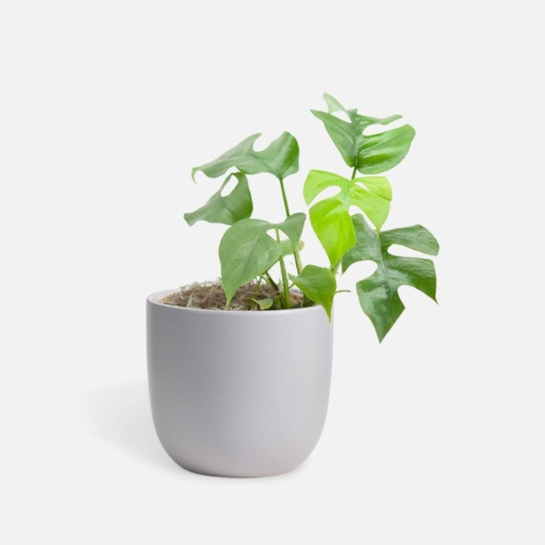 MONSTERA GINNY in 4" Pot | Mini Split Leaf Rhaphidophora Tetrasperma | Indoor/Outdoor Live Tropical House plant | Easy Care Vine