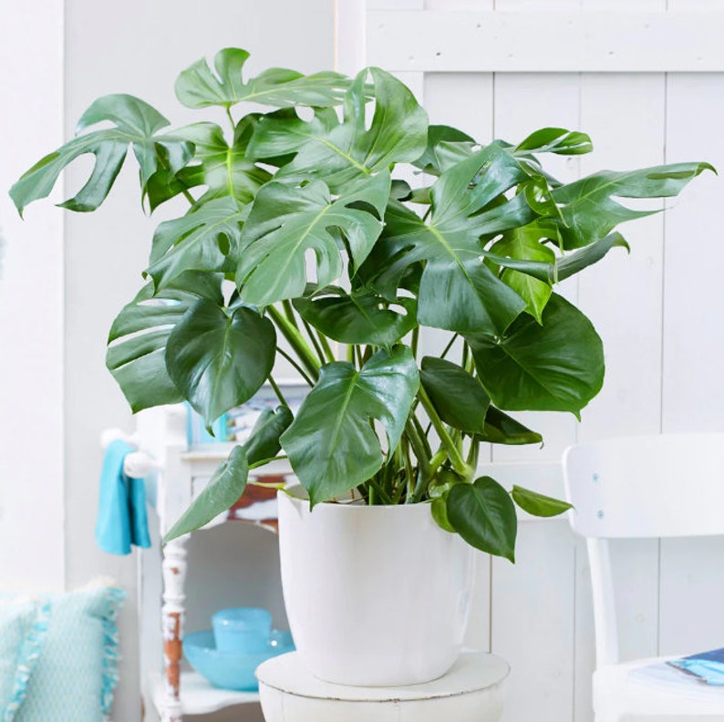Monstera Deliciosa Large Tropical Split Leaf Plant 3 Gallon / 10" Pot | Indoor & Outdoor Live Houseplant | Rooted Easy Care Plant