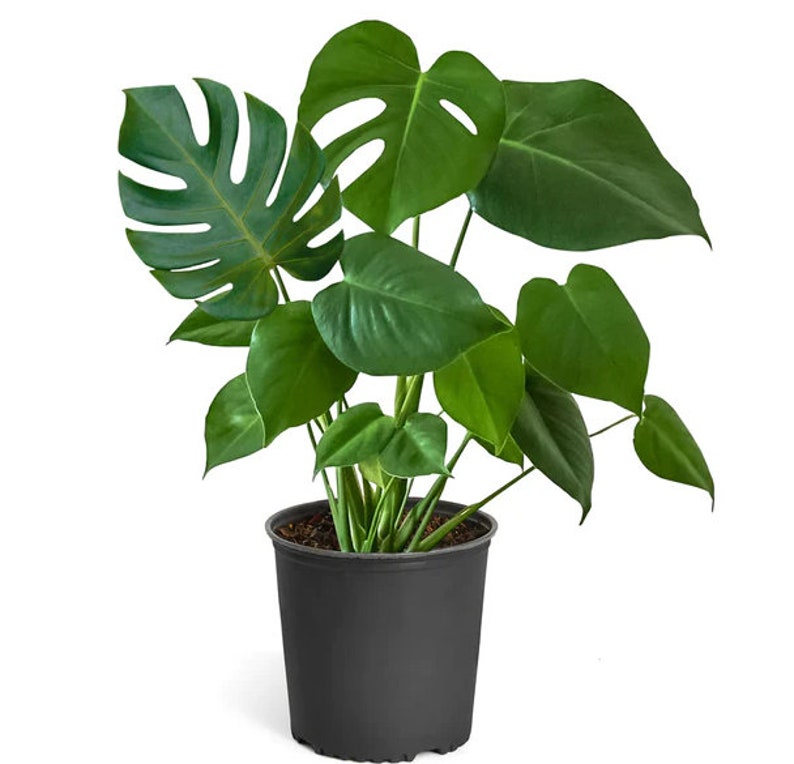 Monstera Deliciosa Large Tropical Split Leaf Plant 3 Gallon / 10" Pot | Indoor & Outdoor Live Houseplant | Rooted Easy Care Plant