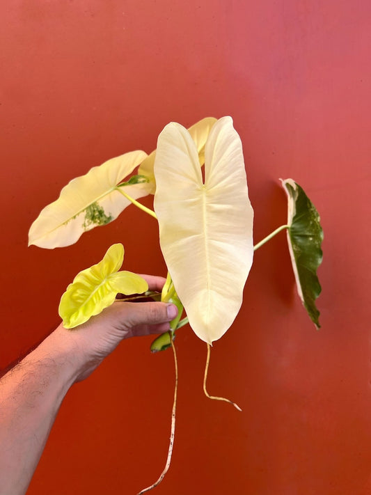 Variegated Burle Marx Philodendron Cutting | Air Roots w/ Nodes | Indoor & Outdoor Live Tropical House plant | Easy Care Starter Plant