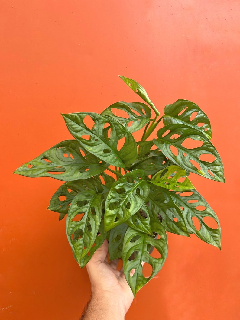 MONSTERA ADANSONII in 6 inch Pot | Swiss Cheese Plant | Indoor & Outdoor Live Tropical House plant | Rooted Easy Care Tree