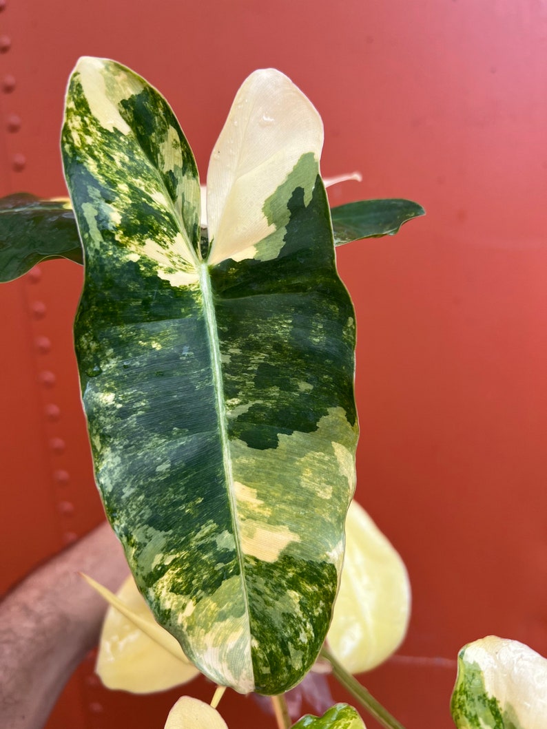 Variegated Burle Marx Philodendron Rooted in 4” or 6” inch Pot | Air Roots w/ Nodes | Indoor & Outdoor Live Tropical House plant | Easy Care