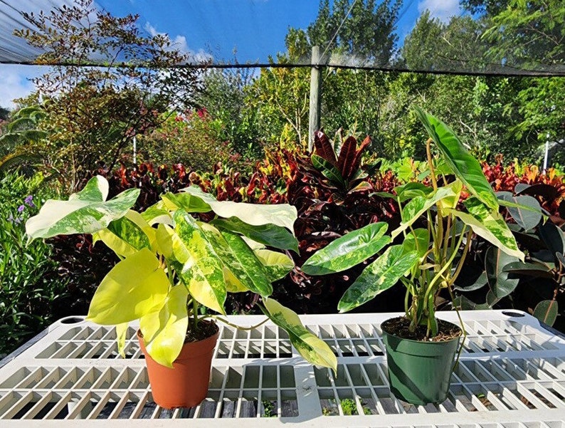 Variegated Burle Marx Philodendron Rooted in 4” or 6” inch Pot | Air Roots w/ Nodes | Indoor & Outdoor Live Tropical House plant | Easy Care