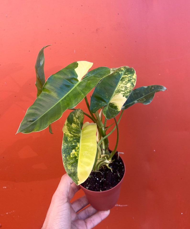 Variegated Burle Marx Philodendron Rooted in 4” or 6” inch Pot | Air Roots w/ Nodes | Indoor & Outdoor Live Tropical House plant | Easy Care