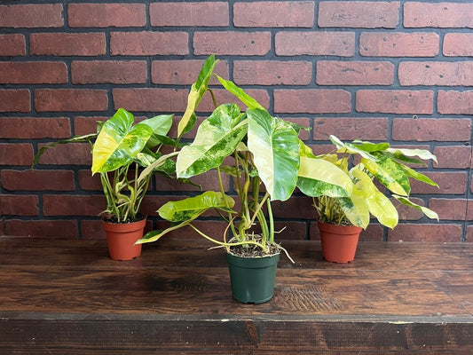 Variegated Burle Marx Philodendron Rooted in 4” or 6” inch Pot | Air Roots w/ Nodes | Indoor & Outdoor Live Tropical House plant | Easy Care