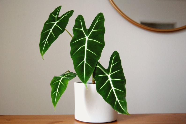 Alocasia Frydek Elephant Ear Micholitziana | Green Velvet Leaf | Indoor & Outdoor Live Tropical House plant | Rooted in 4" or 6" Pot