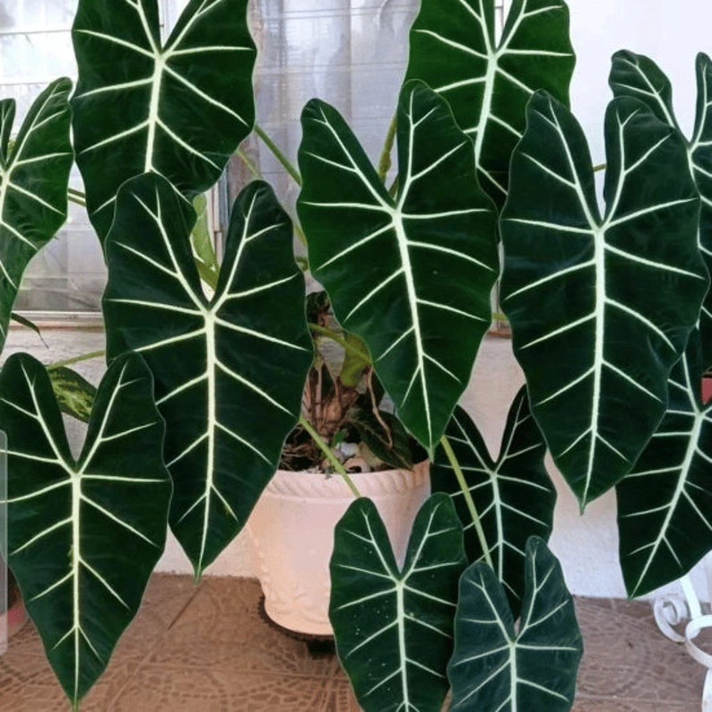 Alocasia Frydek Elephant Ear Micholitziana | Green Velvet Leaf | Indoor & Outdoor Live Tropical House plant | Rooted in 4" or 6" Pot