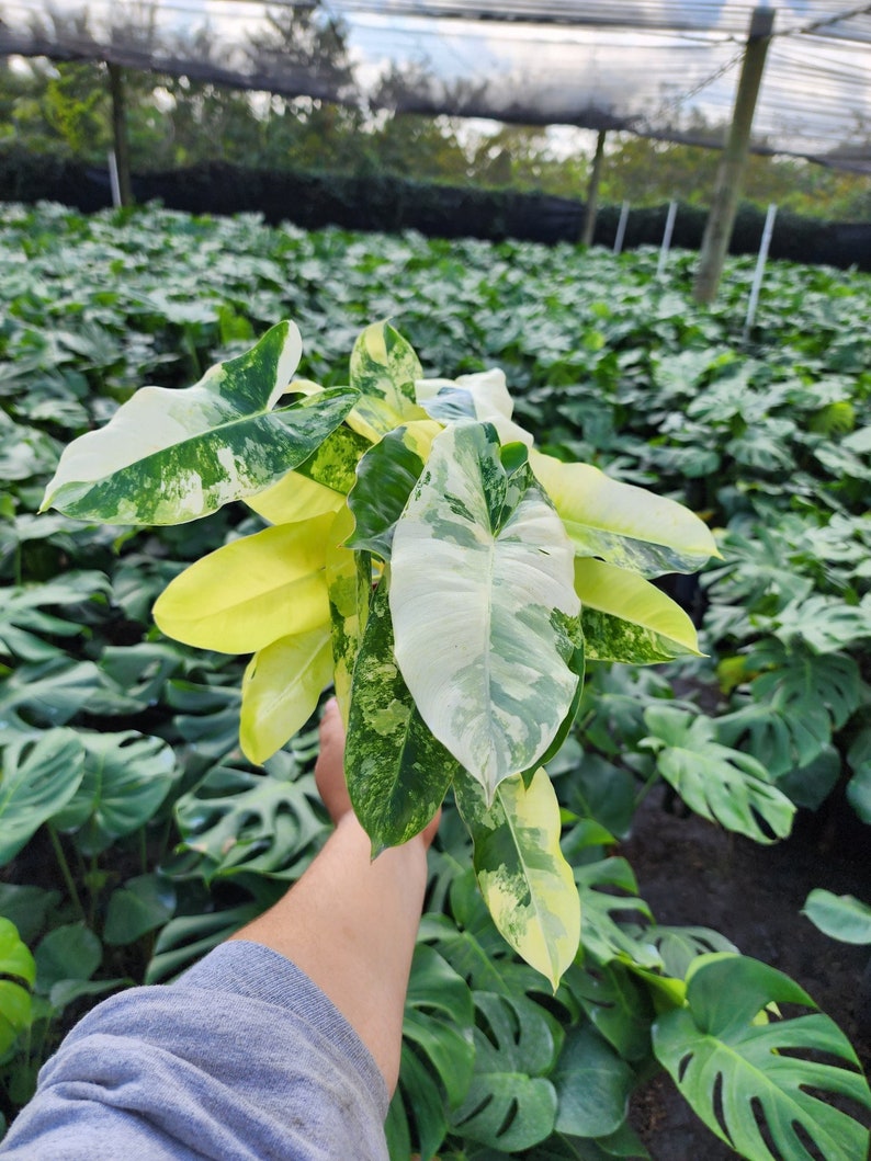 Variegated Burle Marx Philodendron Rooted in 4” or 6” inch Pot | Air Roots w/ Nodes | Indoor & Outdoor Live Tropical House plant | Easy Care