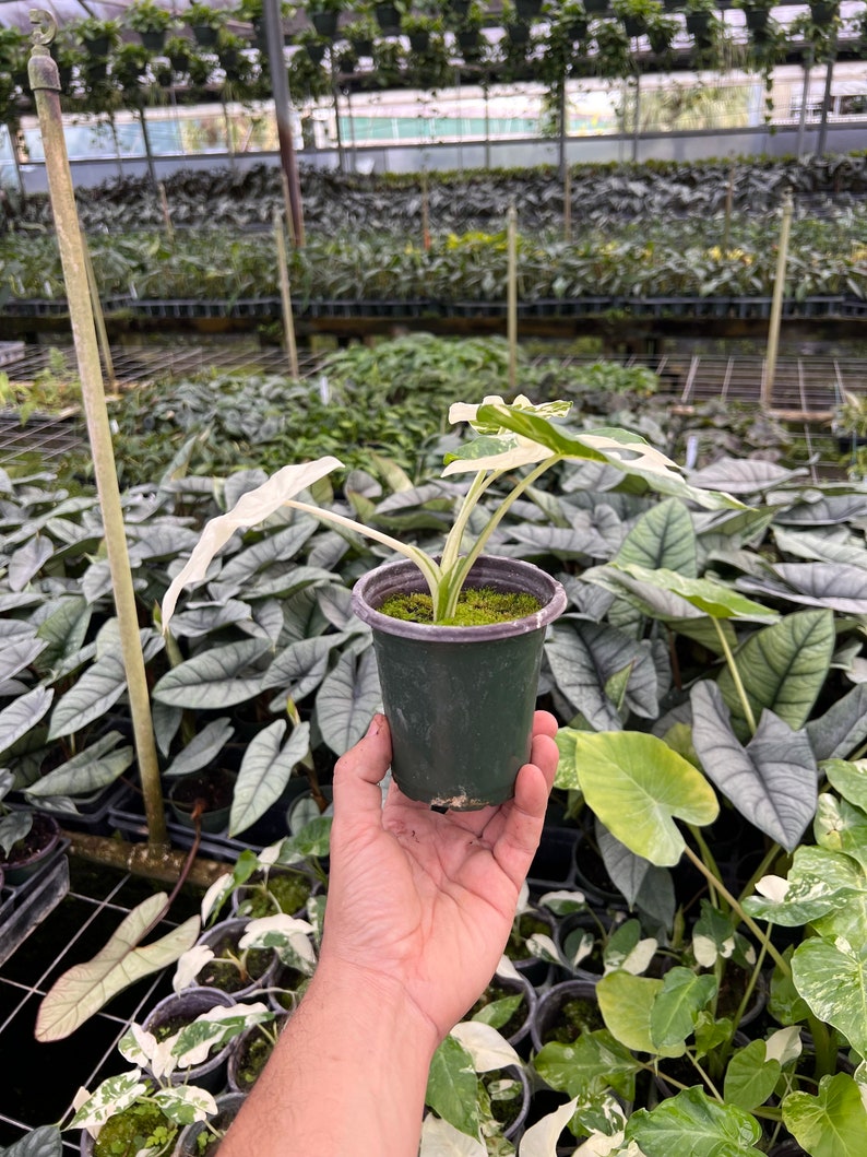 Variegated Alocasia California Odora Albo | Rare Elephant Ear Plant | Live Indoor & Outdoor Tropical Houseplant | Rooted in 4 and 6" Pot