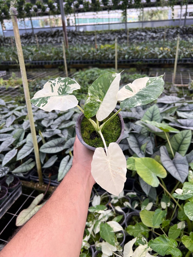 Variegated Alocasia California Odora Albo | Rare Elephant Ear Plant | Live Indoor & Outdoor Tropical Houseplant | Rooted in 4 and 6" Pot