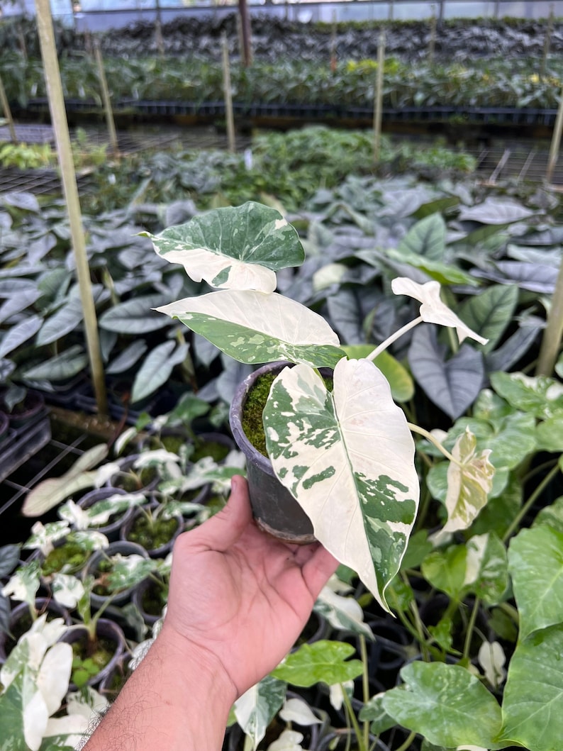 Variegated Alocasia California Odora Albo | Rare Elephant Ear Plant | Live Indoor & Outdoor Tropical Houseplant | Rooted in 4 and 6" Pot