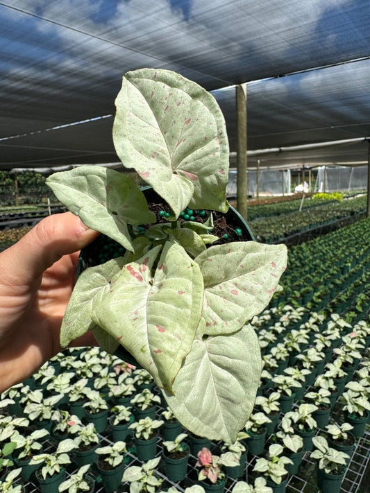 Syngonium Milk Confetti Plant - Unique Arrow Head Shape Leaf | Live Tropical Houseplant | Indoor Home & Office Decor Easy Care in 4" Pot