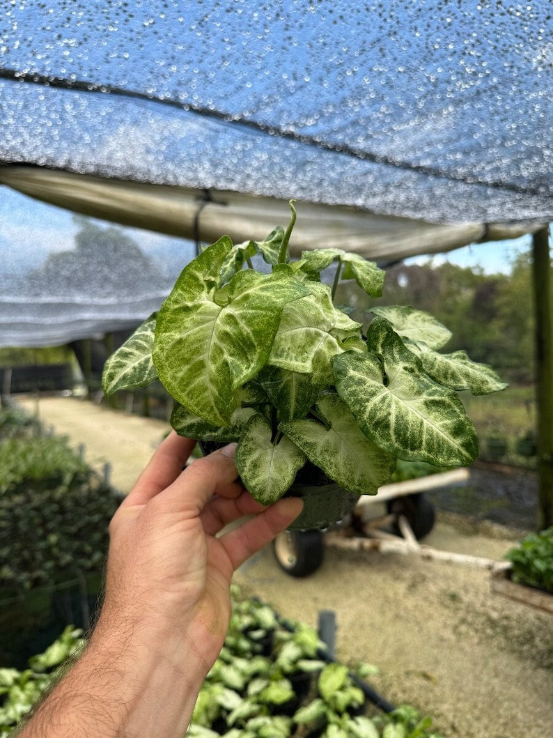 White Butterfly Syngonium Plant - Unique Arrow Head Shape Leaf | Live Tropical Houseplant | Indoor Home Decor Easy Care in 4", 6" or 8" Pot