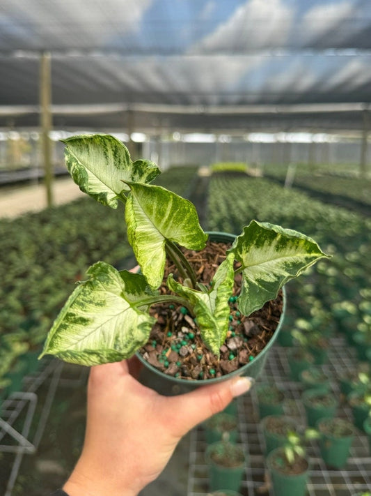 Syngonium Godzilla in 4" and 6" Pot | Indoor & Outdoor Live Tropical Houseplant | Rooted Easy Care Plant