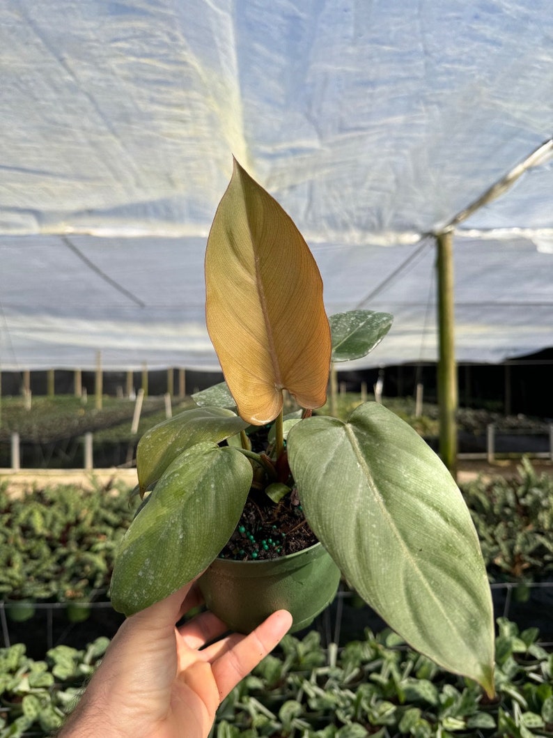 Summer Glory Philodendron | Gloriosum | Live Tropical Houseplant | Outdoor and Indoor Home Decor | Easy Care Rooted in 4, 6 or 8 inch Pot