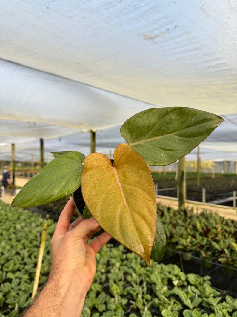 Summer Glory Philodendron | Gloriosum | Live Tropical Houseplant | Outdoor and Indoor Home Decor | Easy Care Rooted in 4, 6 or 8 inch Pot