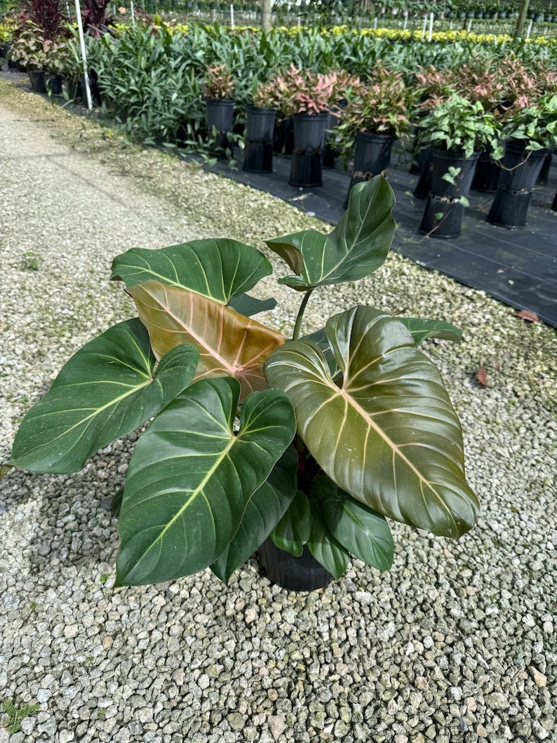 Summer Glory Philodendron | Gloriosum | Live Tropical Houseplant | Outdoor and Indoor Home Decor | Easy Care Rooted in 4, 6 or 8 inch Pot