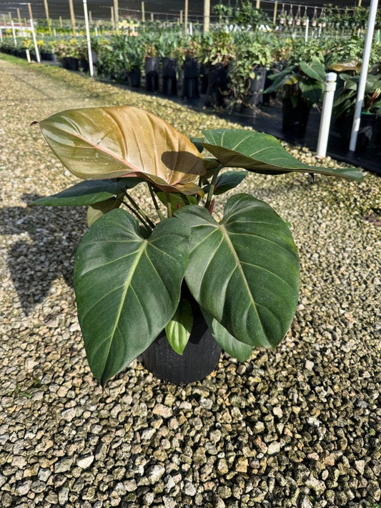 Summer Glory Philodendron | Gloriosum | Live Tropical Houseplant | Outdoor and Indoor Home Decor | Easy Care Rooted in 4, 6 or 8 inch Pot