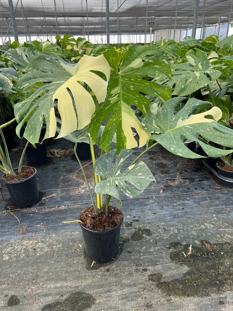 Variegated Monstera | Large Thai Constellation | Mature Fenestration Split Leaf | Live House plant | NOT A CUTTING | Rooted in 4" and 6" Pot