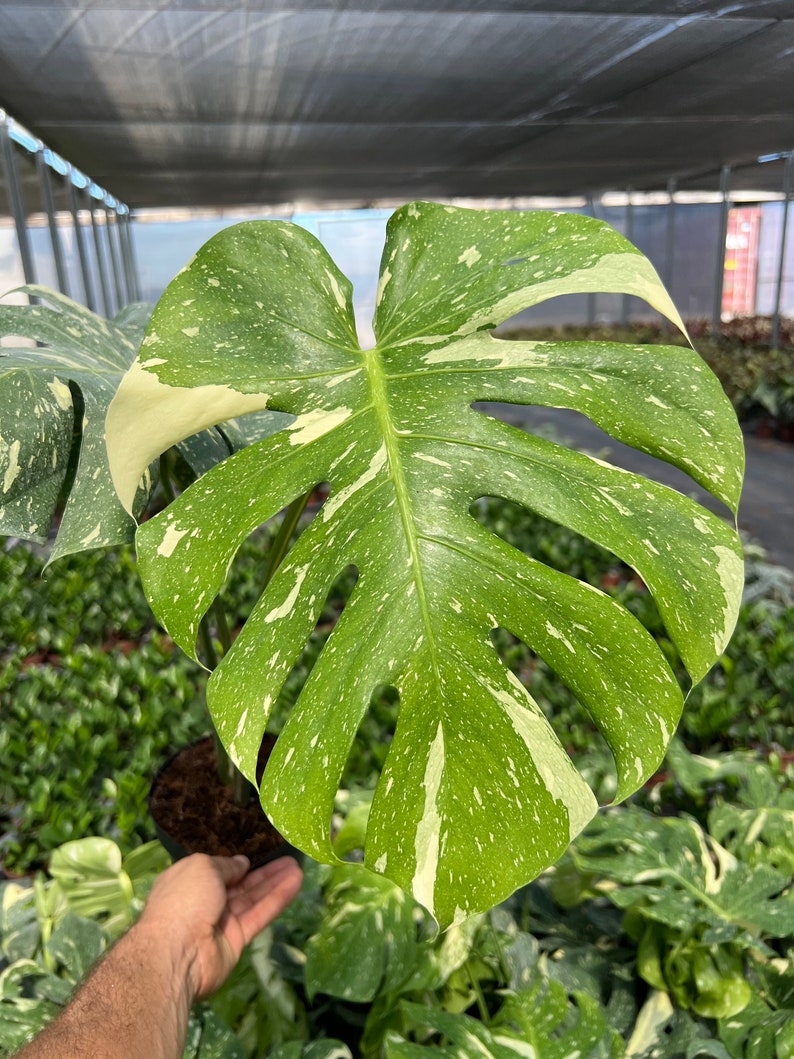 Variegated Monstera | Large Thai Constellation | Mature Fenestration Split Leaf | Live House plant | NOT A CUTTING | Rooted in 4" and 6" Pot